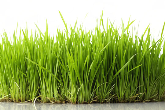 green grass isolated on white