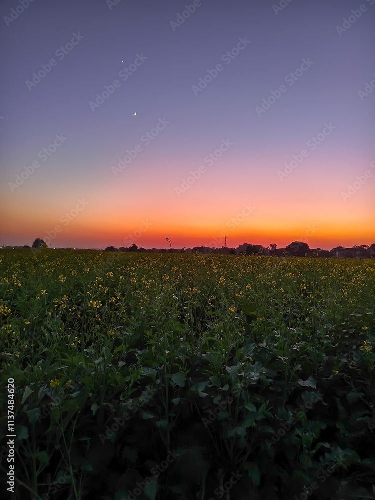 Wall mural Sunset over a field of rapeseed with trees in the background