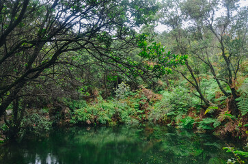 green swamp with lily pads in the water