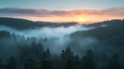 Misty forest sunrise scenic landscape nature photography tranquil environment aerial view serene beauty