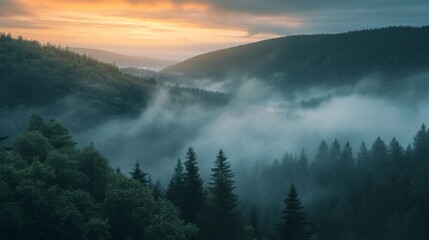 Fototapeta premium Misty dawn landscape enchanted forest nature photography tranquil environment wide angle view serenity and beauty