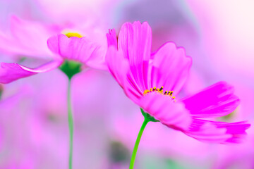 Macro Series : Close up of pink cosmos pollen