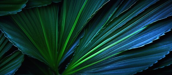 Fototapeta premium Tropical Plant Leaves Close-up