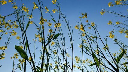 Yellow flowers of rape on a background of amazing blue sky in spring.