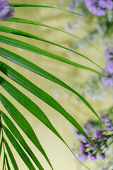 palm leaves with neat and nice stems on a black background