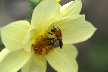A bumblebee collects pollen from a yellow flower