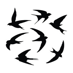 flying swallow silhouette collection