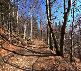 Spring mountain pine forest landscape. Poland, Jizera Mountains