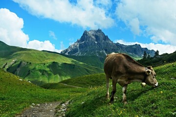 Austrian Alps - view of the Widderstein mountain and cow near the town of Warth in the Lechtal Alps