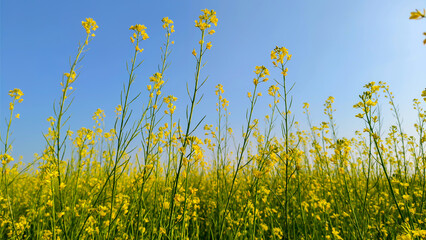 Yellow flowers of rapeseed against the blue sky, close-up