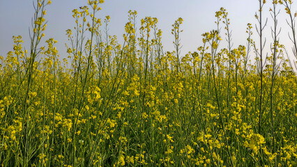 Rape blossoms in a field in wintertime, closeup of photo
