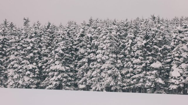 トドマツの雪景色