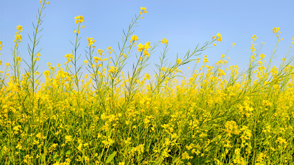 Rapeseed field with blue sky in wintertime, closeup of photo