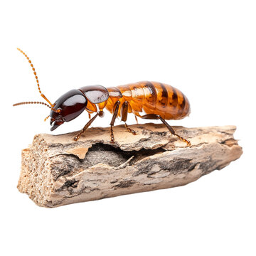 A termite chewing on wood isolated on a transparent background, perfect for pest control studies, educational materials, or nature-themed content.