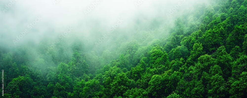 Poster mysterious fog idea. lush green trees covered in mist create a serene, tranquil nature scene.