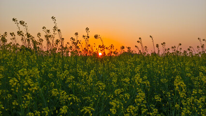 Amazing sunset over the rapeseed field in wintertime, India.