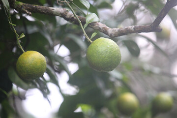 A cluster of unripe green oranges hangs from a branch with lush green leaves