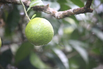 A cluster of unripe green oranges hangs from a branch with lush green leaves