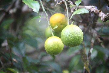 A cluster of unripe green oranges hangs from a branch with lush green leaves