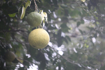A cluster of unripe green oranges hangs from a branch with lush green leaves