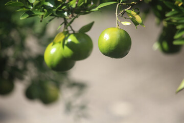 A cluster of unripe green oranges hangs from a branch with lush green leaves