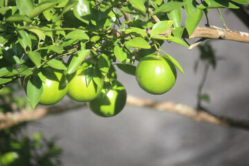 A cluster of unripe green oranges hangs from a branch with lush green leaves