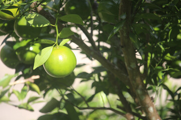 A cluster of unripe green oranges hangs from a branch with lush green leaves