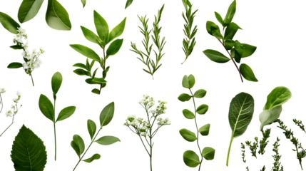 Botanical beauty on a transparent background. isolated background.