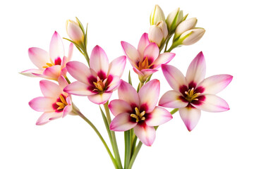 pink and white frangipani flowers