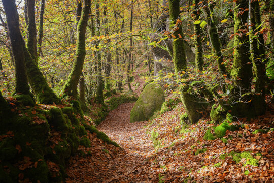 chemin dans la foret en automne sur le site des gorges du corong en bretagne, departement des c&ocirc;tes d'armor