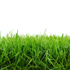 Fototapeta premium Lush Green Grassy Meadow on White Background Transparent Background.