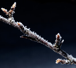 A branch covered in snow and ice