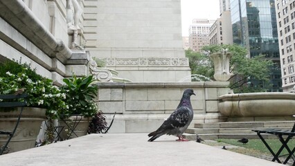 New York City, Manhattan Midtown Bryant Park. Public library building architecture, 42 street and 5th Fifth 5 avenue corner, United States. NYC landmark in USA. Pigeon birds near flowerbed. City life.