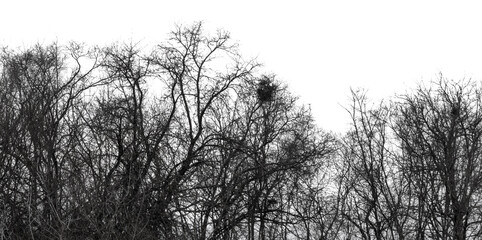A black and white photo of a forest with trees that are bare and dead
