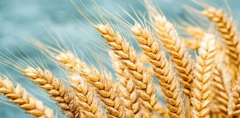 Wheat sustainability concept. Close-up of golden wheat stalks against a soft background, showcasing nature's beauty.