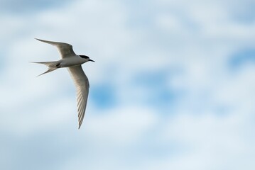 Naklejka premium Close-up shot of a tern gliding gracefully against the cloudy blue sky with its wings spread wide.