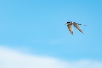 Close-up shot of a tern glides gracefully against the clear blue sky.