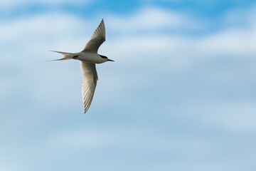 Fototapeta premium Graceful tern in flight against a soft blue sky, showcasing its elegant wingspan.