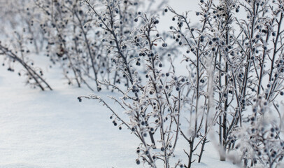 A cluster of black berries are covered in snow