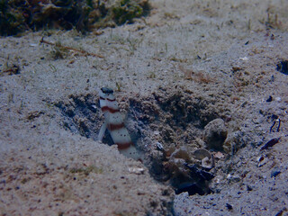 Shrimp Gobi fish underwater. Shrimp Gobi fish near a hole on a sandy bottom.
