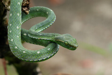 green snake in the grass