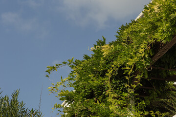 Background of bright green decorative climbing plant against blue sky. High quality photo
