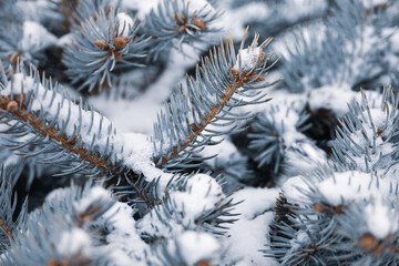 Snow covered silver spruce branches closeup, natural New Year tree for Christmas background