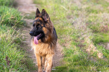 German Shepherd breed dog, walking head-on along a path.