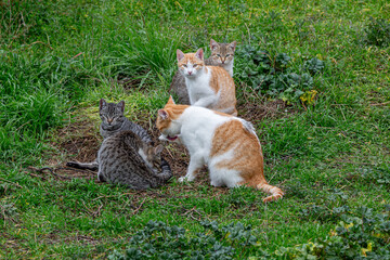 Colony of stray cats in the meadow.