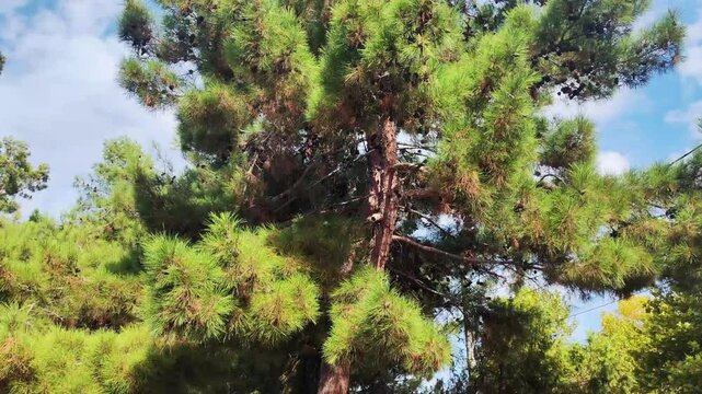 Beautiful Siberian cedar with green fluffy crown and cones