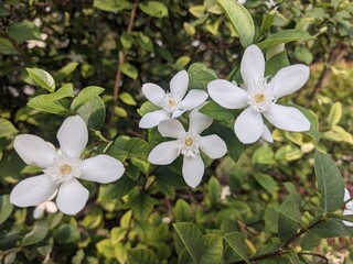 white arabian jasmine sambac, beautifull tiny white flower in close up perspective 