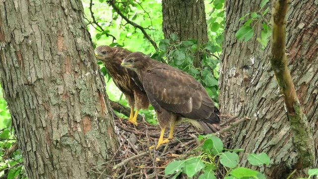 adult buzzard chicks in nest