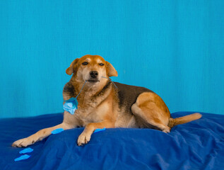 sad dog with a withered blue flower on a blue background. blue monday concept