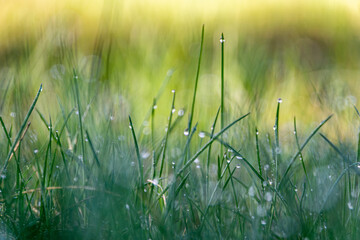 Photo capturing the beauty of dew drops on fresh green grass. This serene image evokes nature's tranquility and renewal, ideal for nature-themed designs, backgrounds, and wellness concepts. 